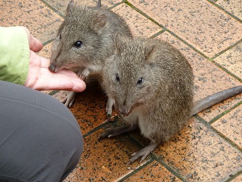 Potoroos