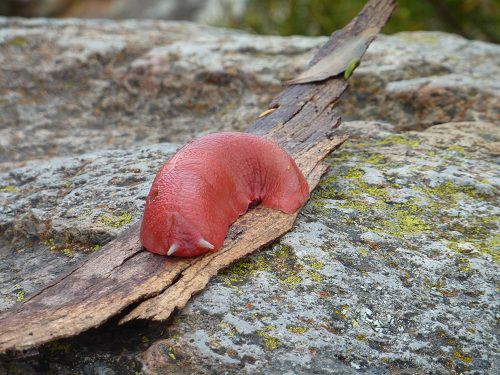 rote Schnecke