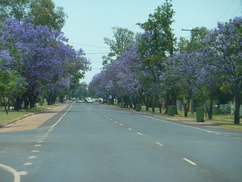 Jacaranda Allee