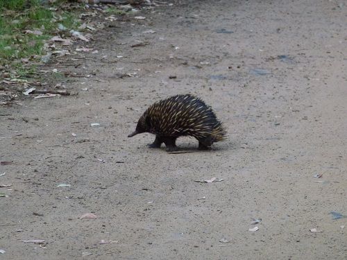 Echidna