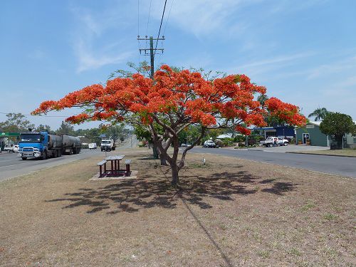 Poinsiana Baum
