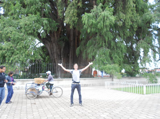 Anscheinend breitester Baum der Welt!