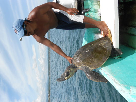 Fischer und seine gefangene Schildkroete...