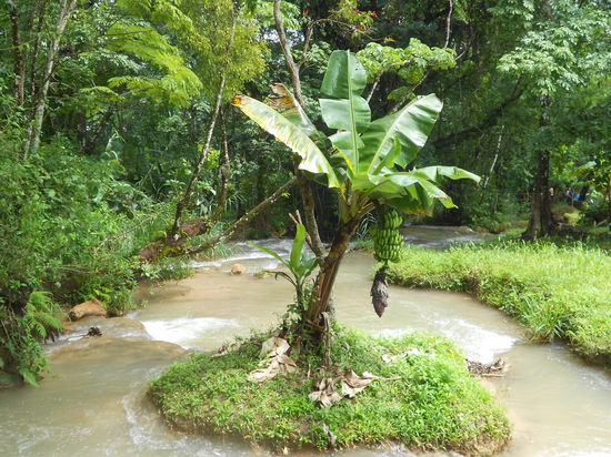 Mal eine Bananenpalme...