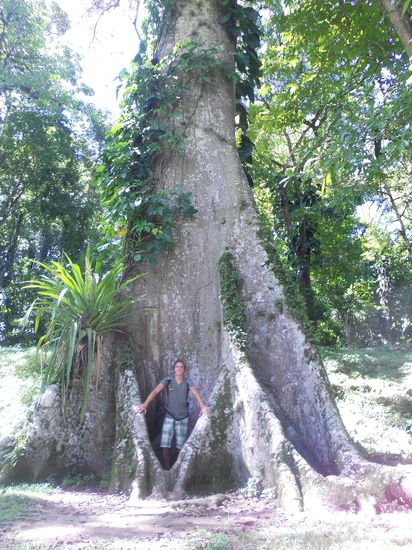 Ein heiliger Baum, der mir Energie fuer den weiteren Weg gab