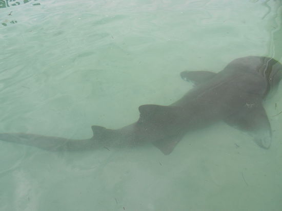 Ja paar Haie gibts hier auch - sind aber harmlos..