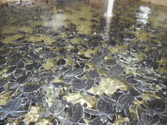 Sehr viele und kleine!!