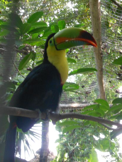 Der Tucan in der Hotelanlage "Iberostar Tucan"