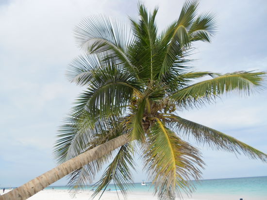 Dann mal eine Palme...