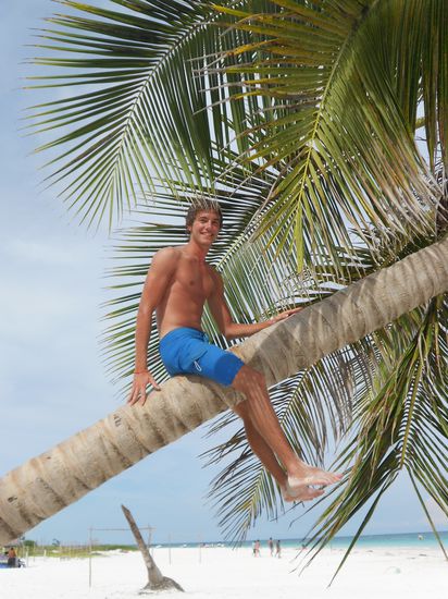 Auf der Suche nach einer Kokosnuss 