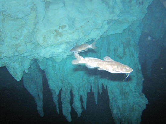 Und ein riessiger Hai 