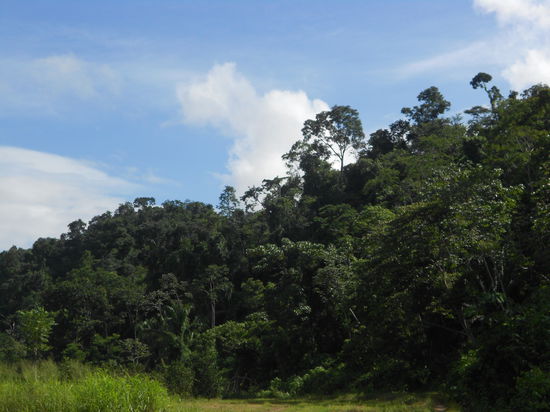 "Ab gings in den Dschungel"