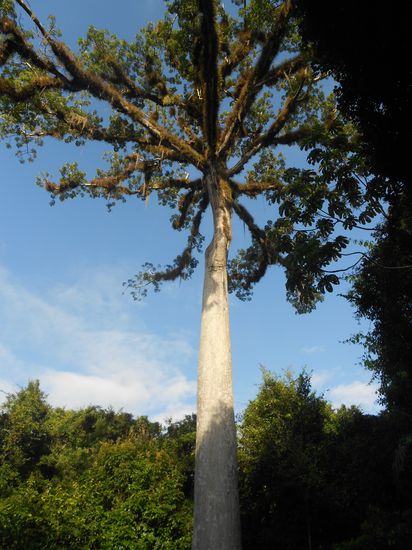 Einer der gigantischen Baeume...