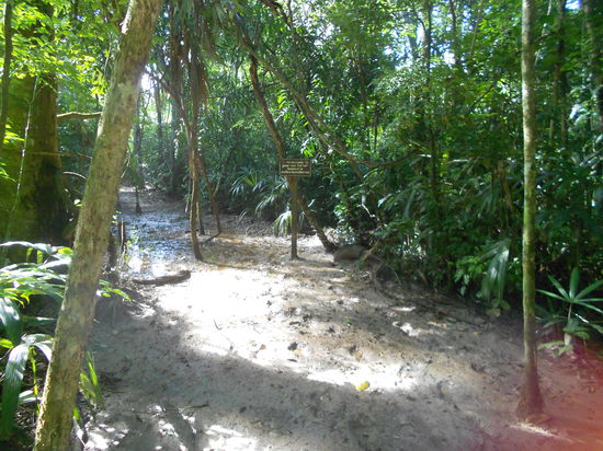 Einer der Wege durch den Dschungel...