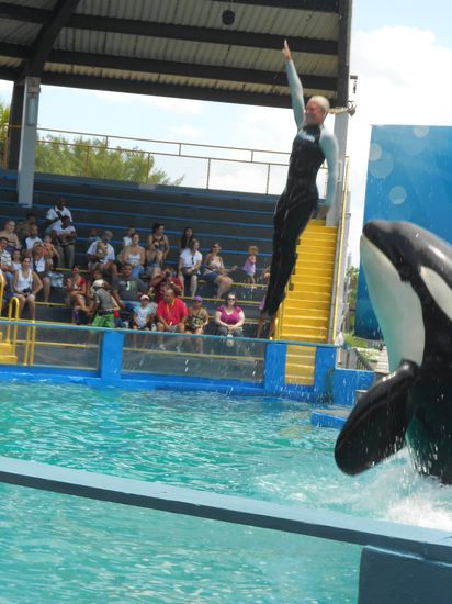 Tierquaelerei mit einem einem Killerwal..