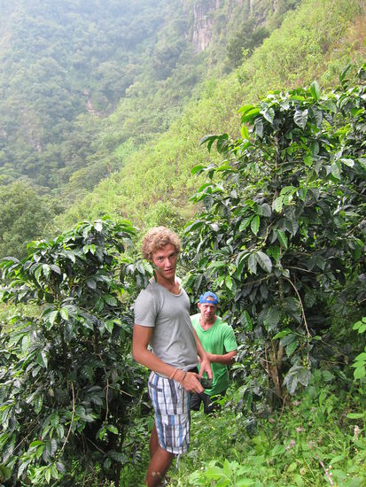 Ab und zu verirrten wir uns dann mal in einer Kaffeeplantage 