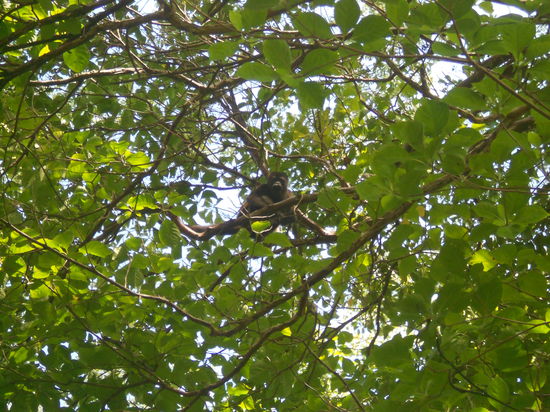 beobachtet von Affen...