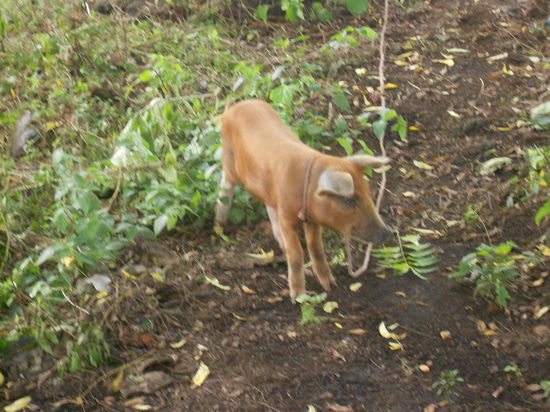 Das Weihnachtsferkel - verirrte sich auch gerne in meinem Zimmer 
