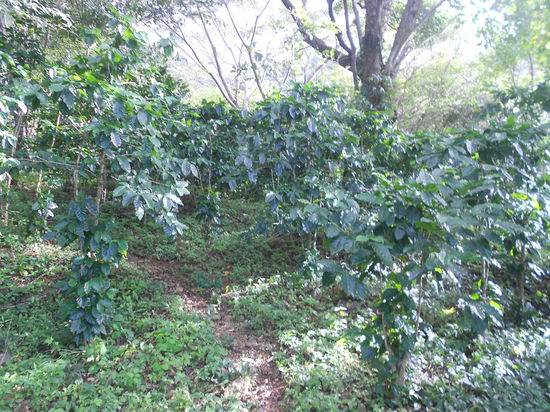 Eine riessige Kaffeeplantage im Krater...