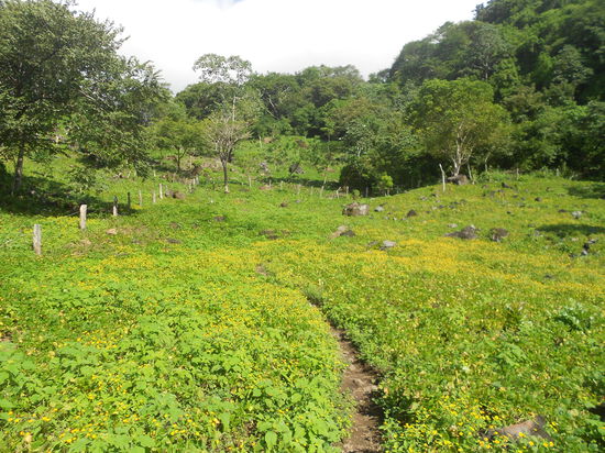 Der Rueckweg zum Dorf ueber Bohnenfelder...