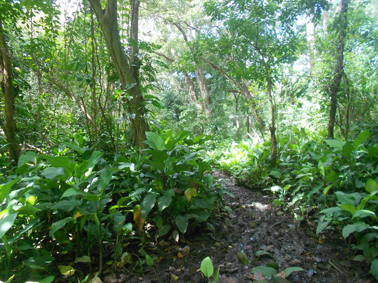 Der Weg zur Lagune...