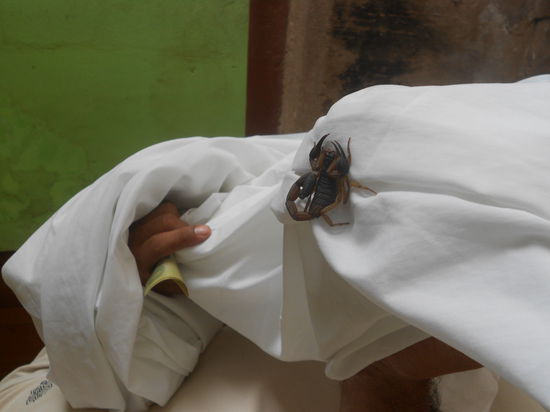 Am naechsten Morgen wurden wir dann von einem Skorpion in unserem Bett ueberrascht 