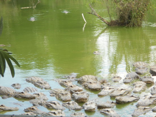 Fuetterung von Alligatoren...