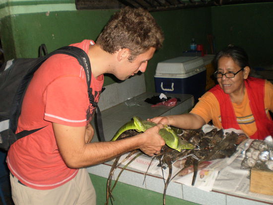 Sowie frisches Fleisch - 2 Leguane 