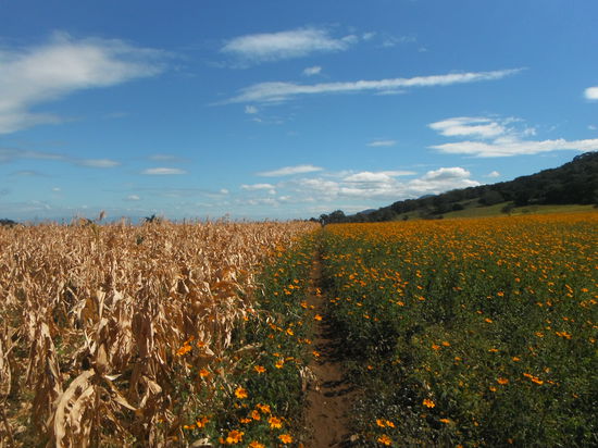 Ueber Mais- und Blumenfelder in einer wunderschoenen Landschaft!