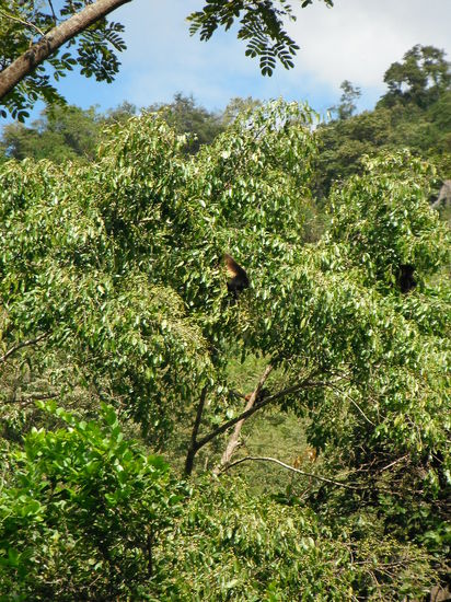 Von Affen beobachtet...