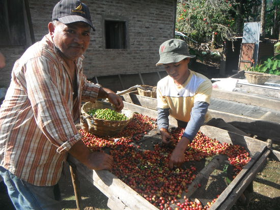 2. Die gruenen Kaffeebohnen werden aussortiert