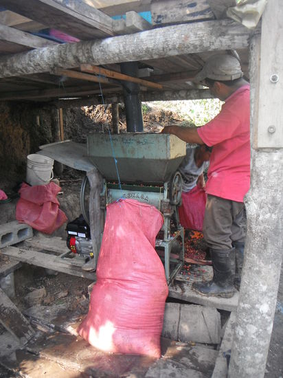 3. Mittels einer einfachen Maschine wird die aeussere Schale abgeschaelt