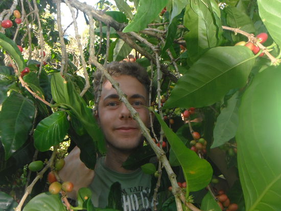 1. Kaffebohnen werden am Hang gesammelt