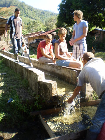 4. In einem Wasserlauf werden die Bohnen aufgrund ihrer Dichte sortiert - verschiedene Qualitaeten
