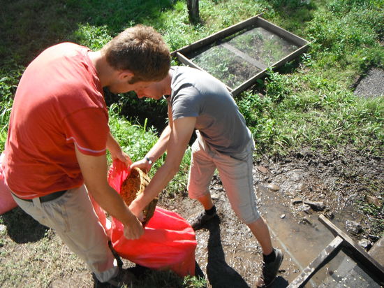 5. Danach werden die Bohnen getrocknet