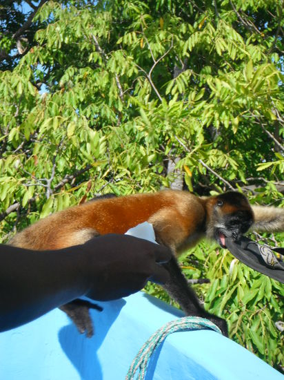 Auf dem Rueckweg machten wir Halt an der Affeninsel. Wobei einer der Affen auf das Boot sprang und dem Kaptain einen Flip Flop stehlte 