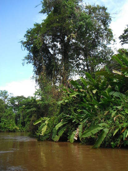 Das kleine Amazonas Becken - Tortuguero!