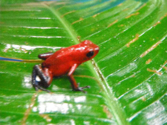Ein roter Frosch!
