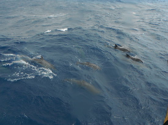 Begleitung von mehr als 30 Delfinen !