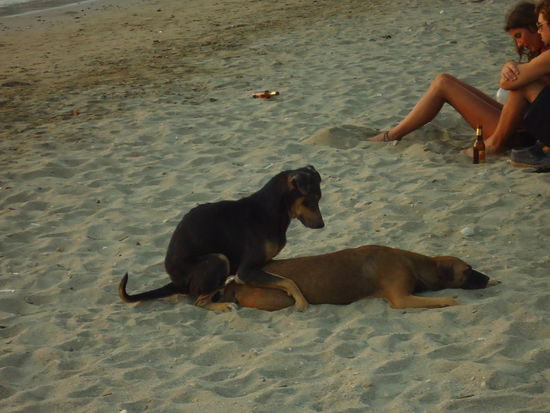 Auch die Hunde haben ihren Spass  (oder auch nur einer )