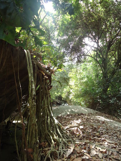 Dann gings ab in den Dschungel...