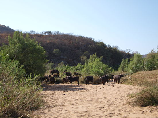 Wilde Büffel in einem trockenen Flussbett.