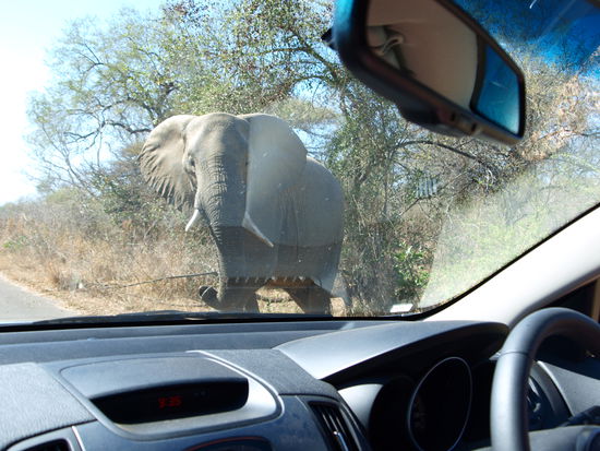 So wird man im Krügerpark von Elefanten angeschaut.