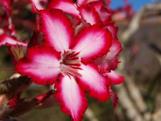 Impala Lily