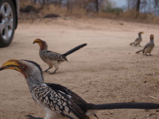 Gelbschnabeltokos untersuchen unseren Mietwagen.