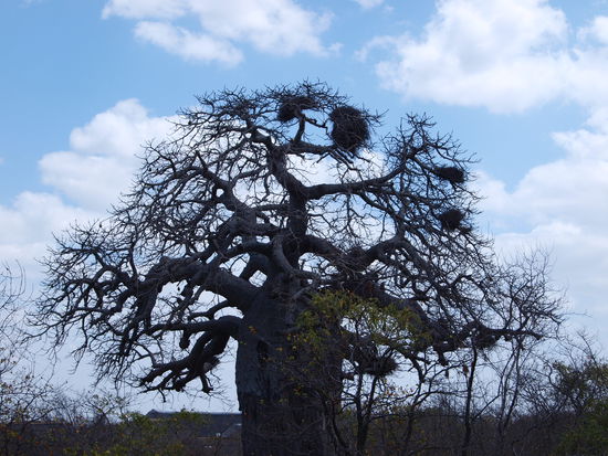 Ein uralter Affenbrotbaum.