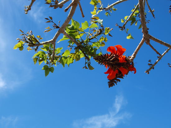 Im September ist in Südafrika Frühling.
