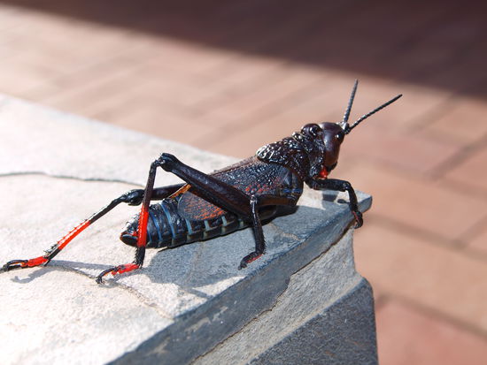 Der schwarze Ritter mit den roten Beinen.
