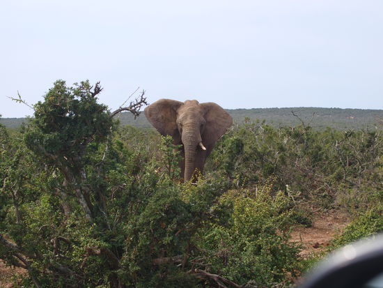 Im Addo Elfantenpark sind Elefanten garantiert.