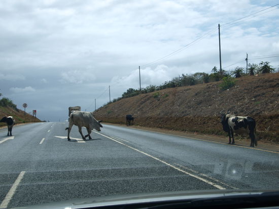 Mit Haustieren auf der Straße muss man immer rechnen.